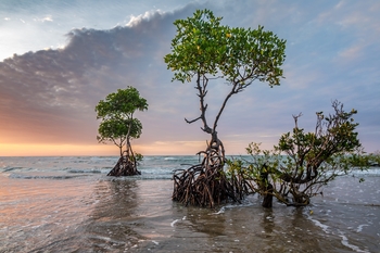 Mangrove